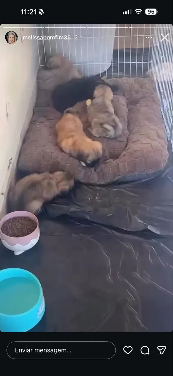 Cachorro Shih Tzu