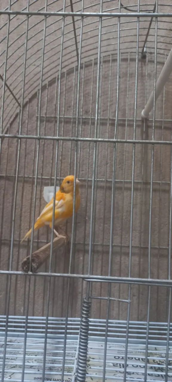 Calça cenoura  - Foto 5