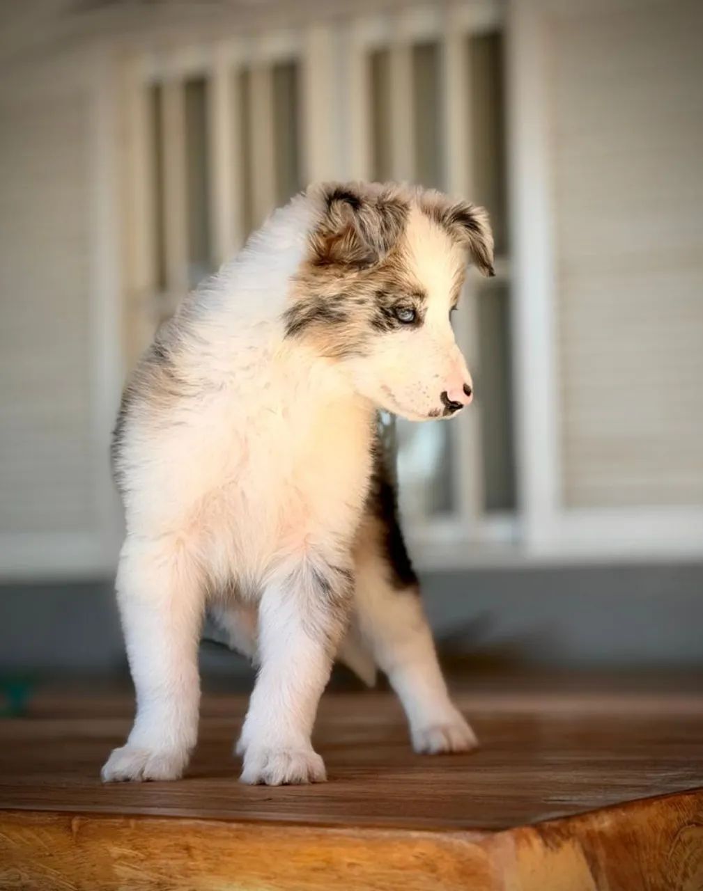 Sonho de cachorro  - Foto 2