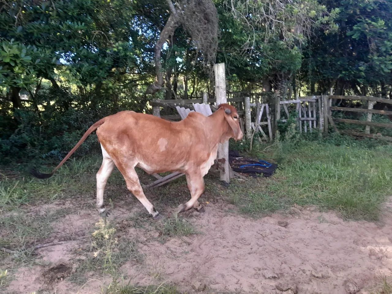 Vaca Gil leiteira  - Foto 2