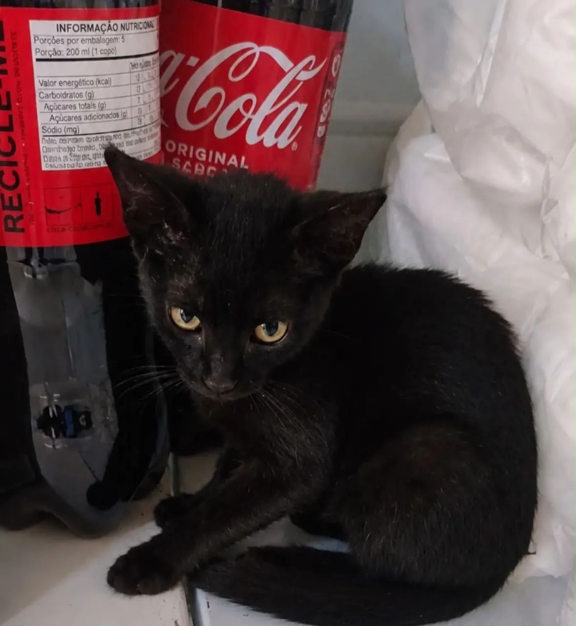 Gatinho preto 