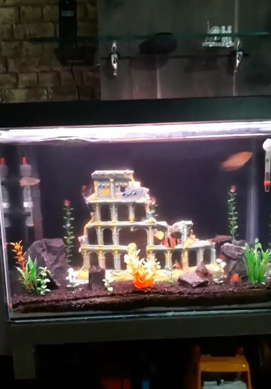Aquario Completo ( 72 Litros ) - Foto 2