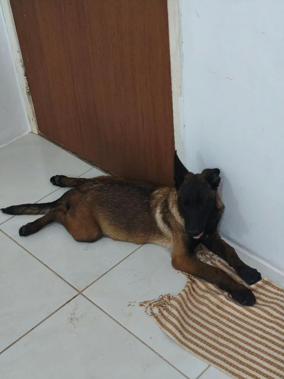 Belga malinois  - Foto 3