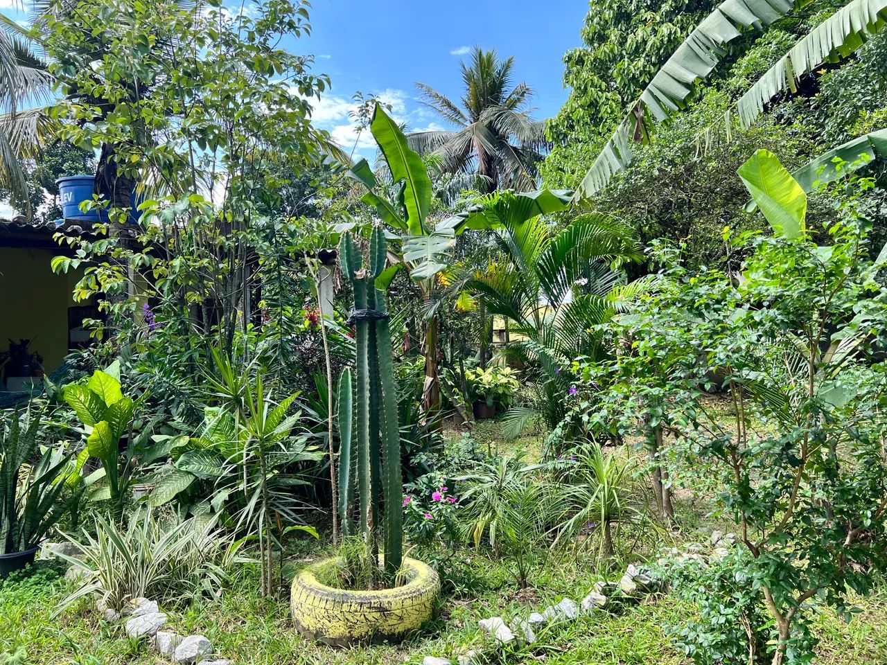 Chácara com muitas frutíferas 