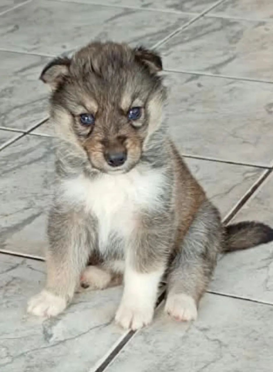 Filhotes de husky 