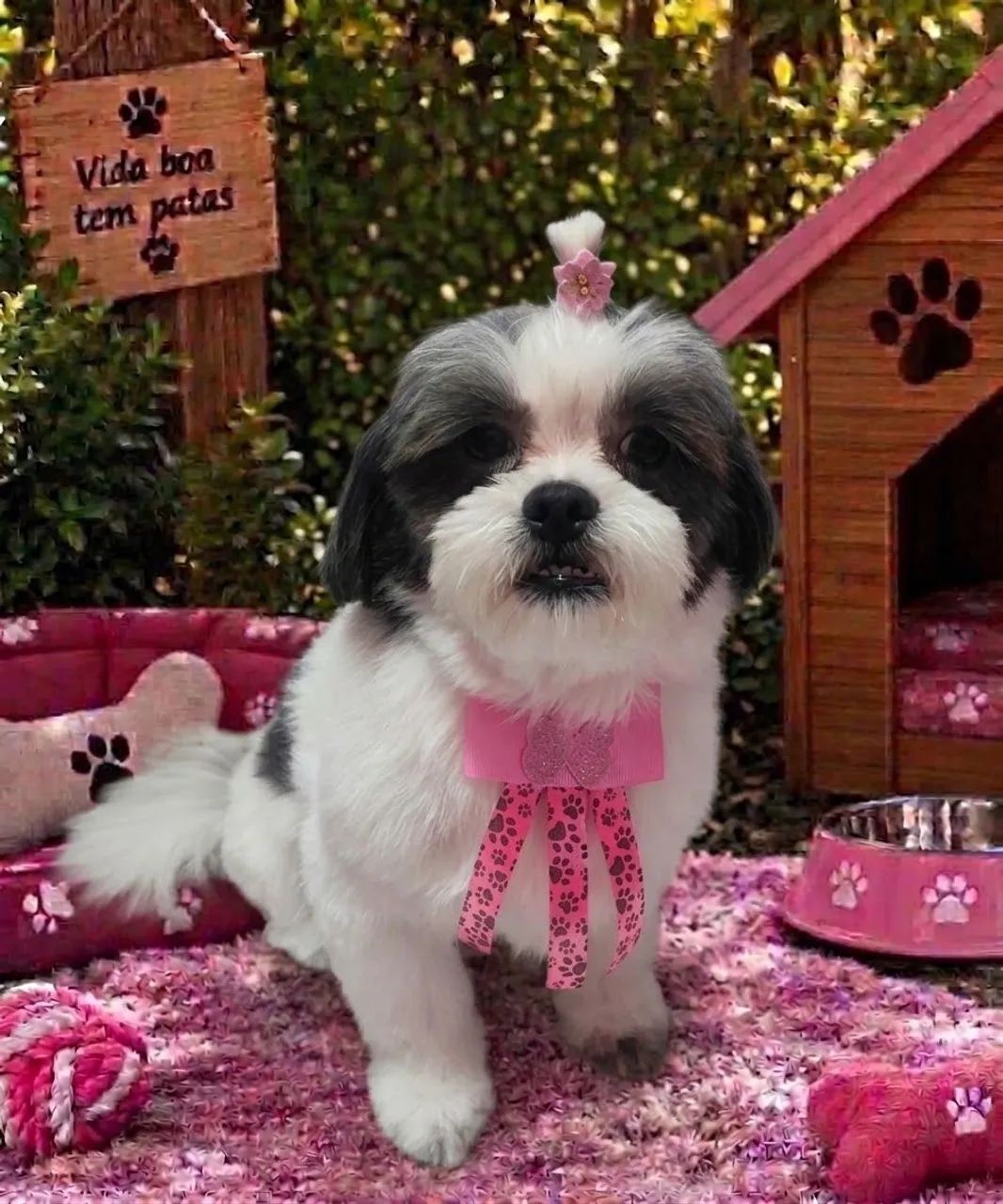 Acessórios pet - Foto 4