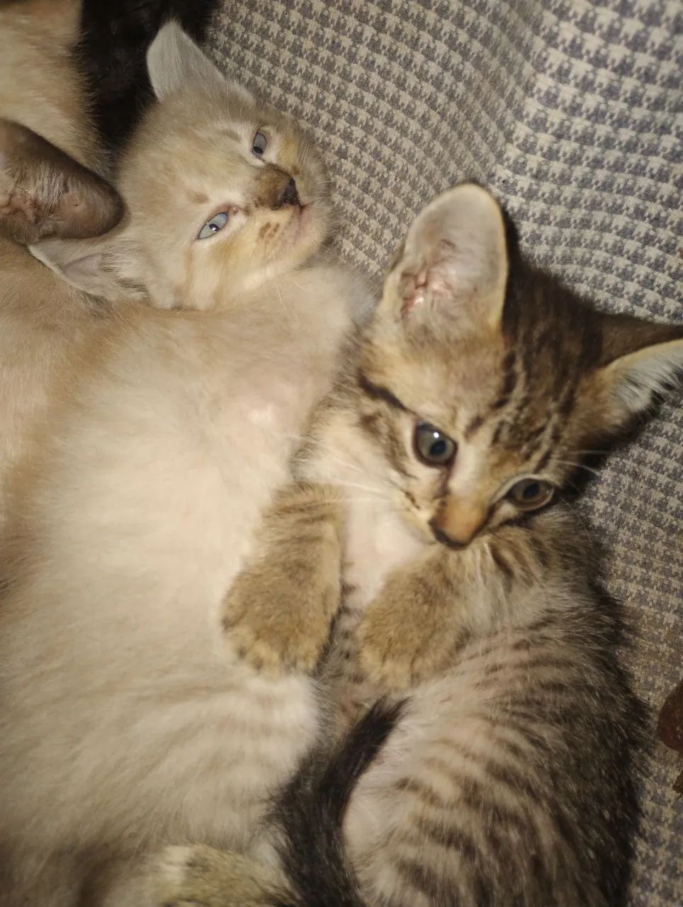 Gatos - Foto 4