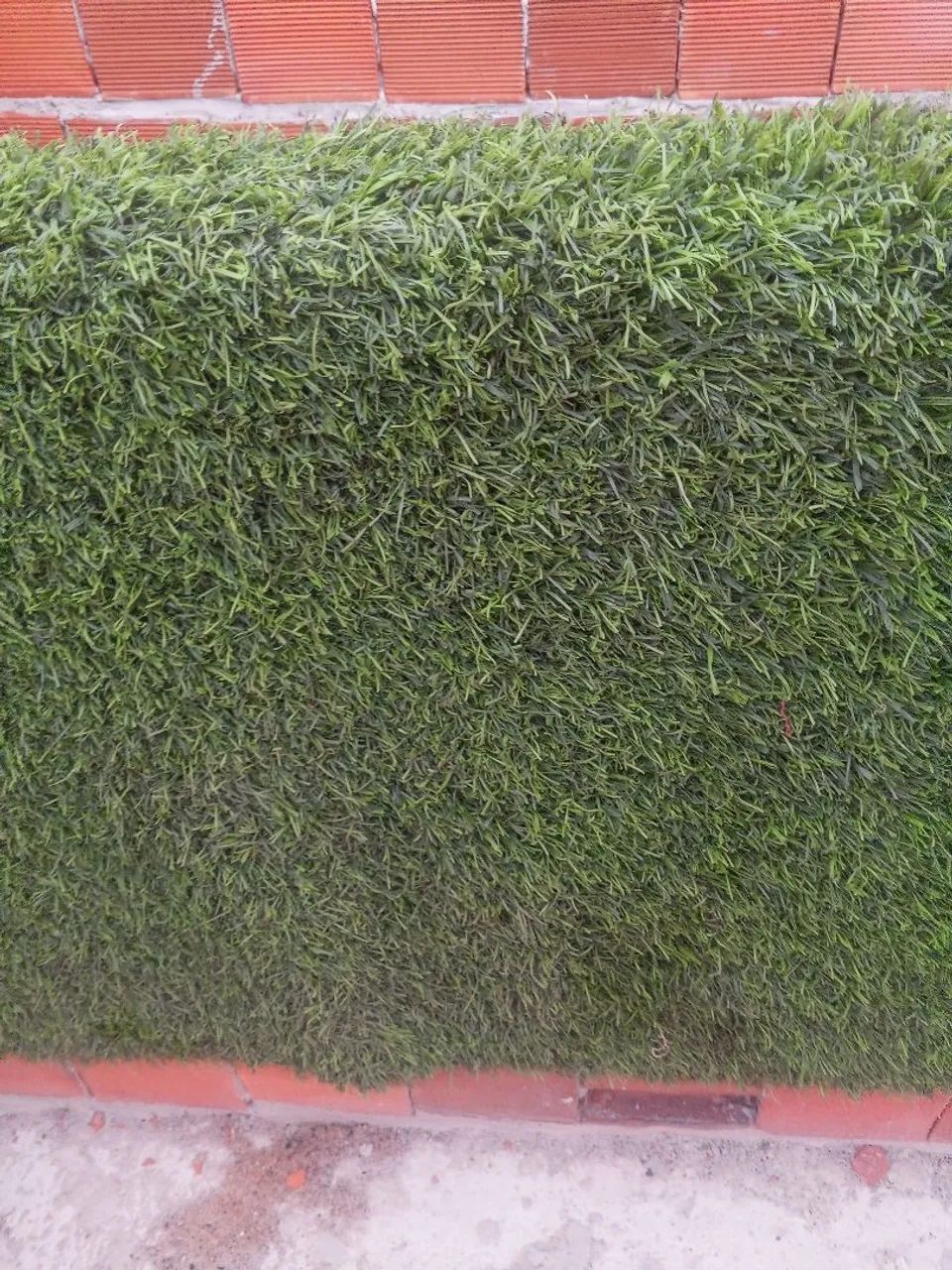 Grama citetica  - Foto 2