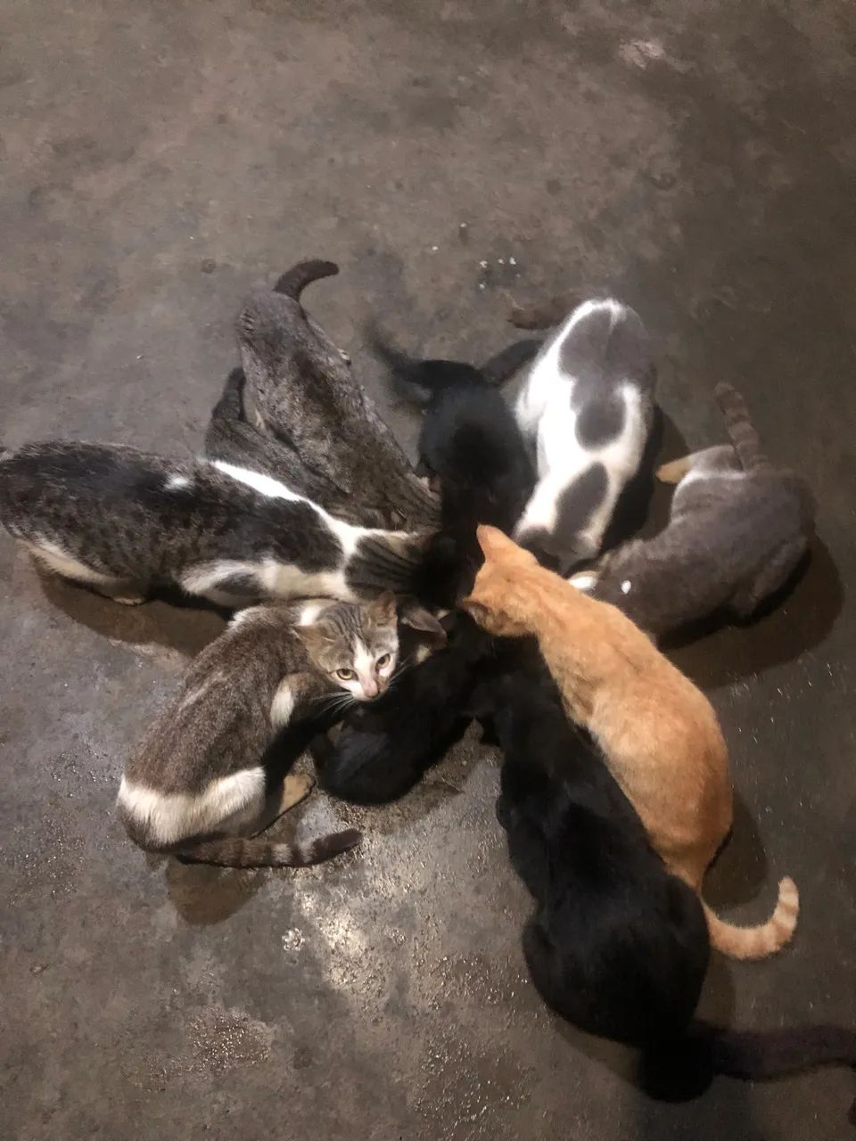 Doa se gatos - Foto 5