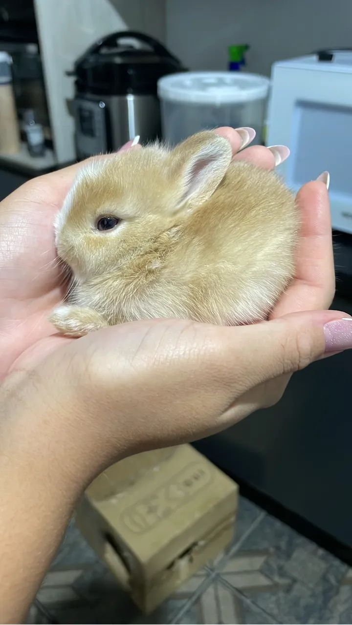 Filhotes de Coelhos Dwarf - Foto 4
