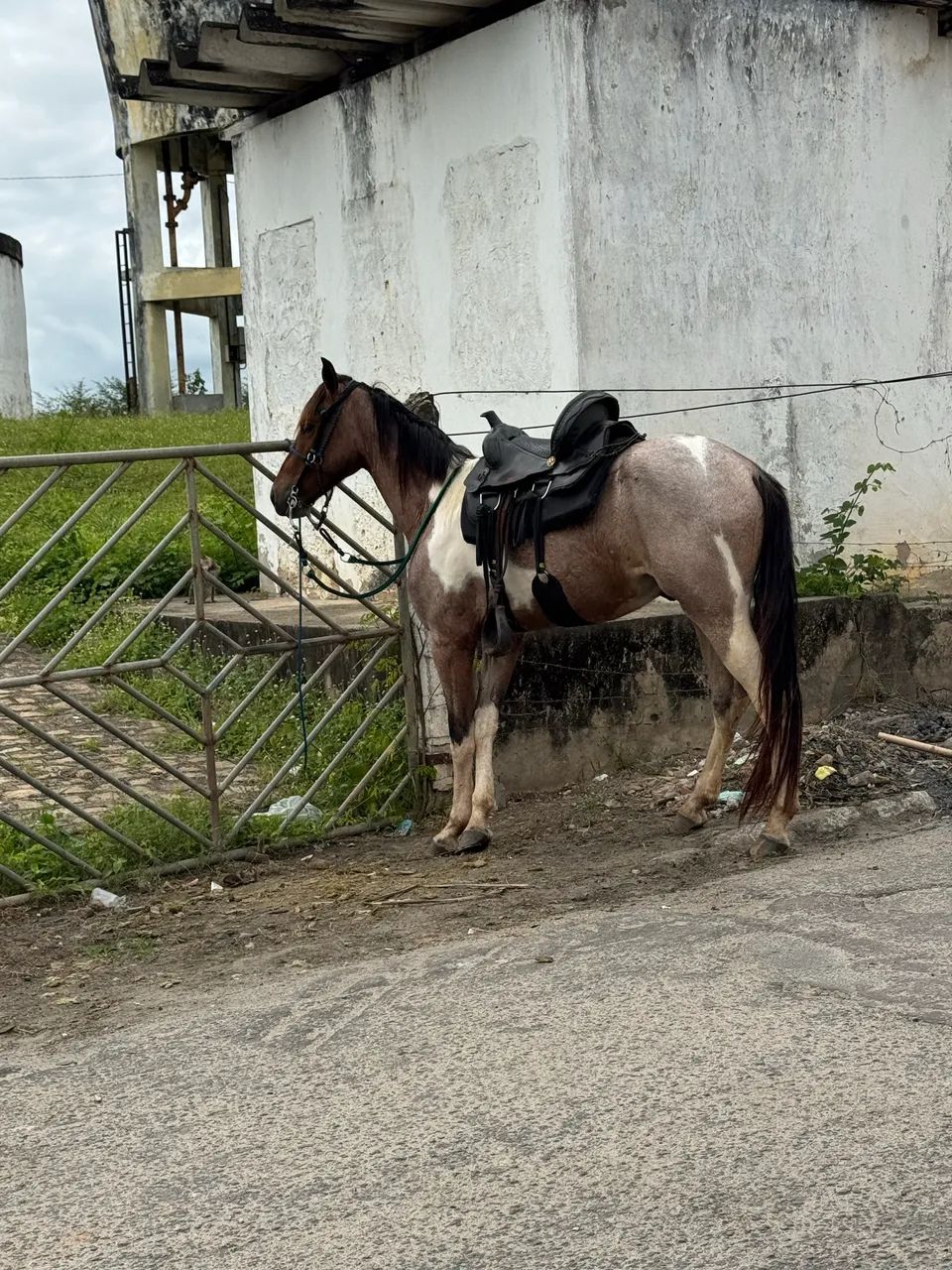 Potro Mangalarga  - Foto 4