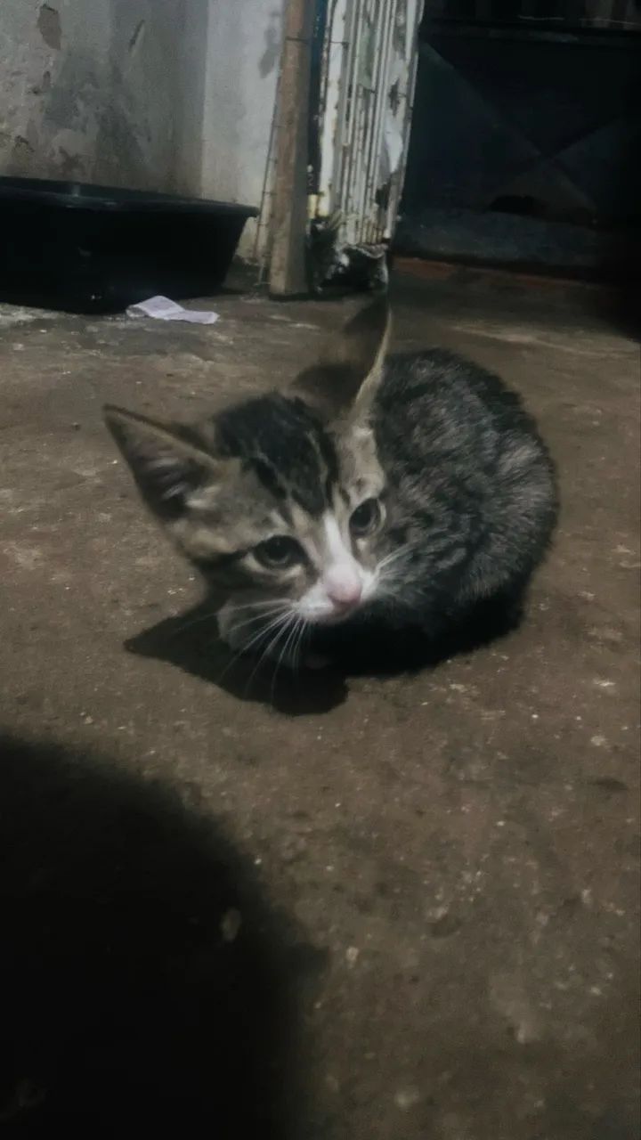 Adotar gato 