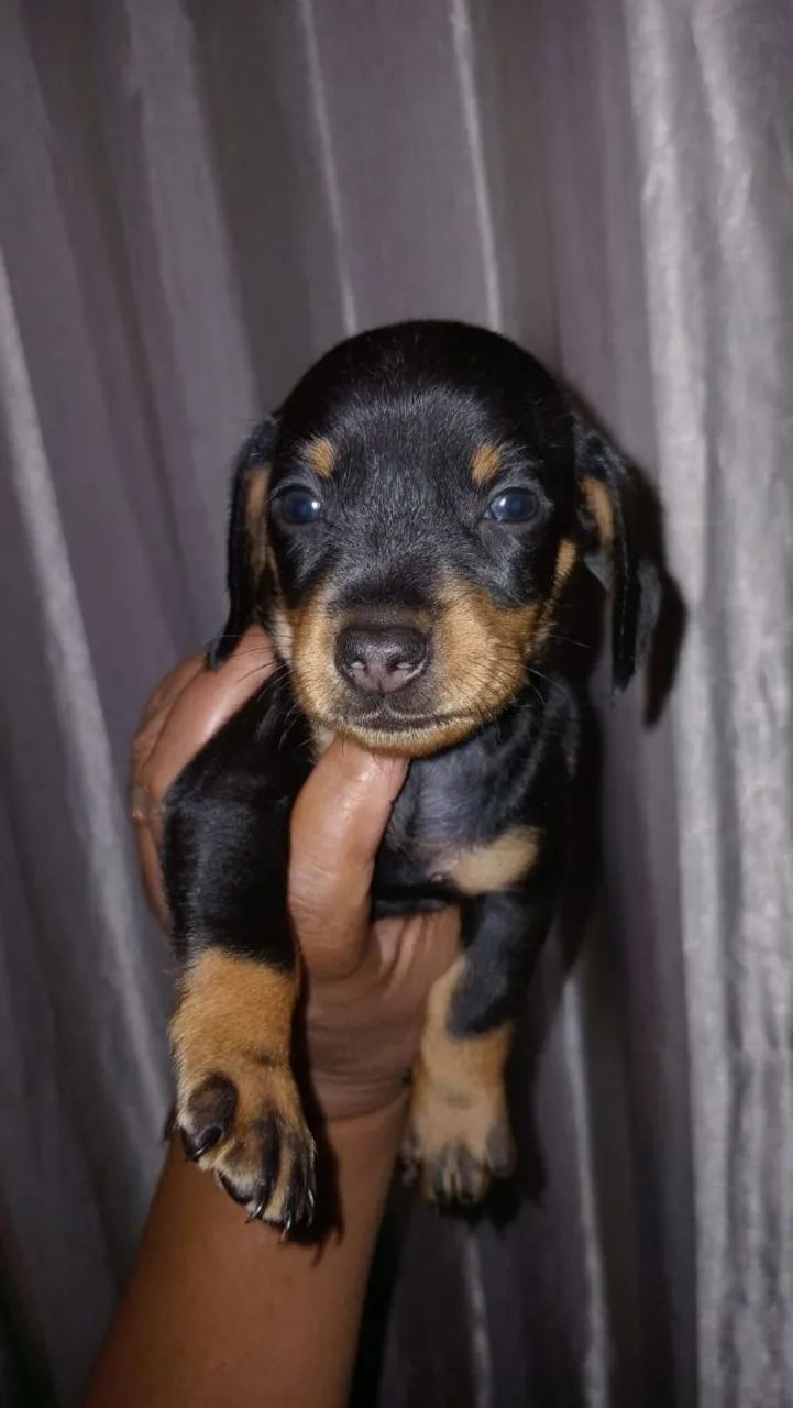 Vendo femea pronta entrega de basset mini