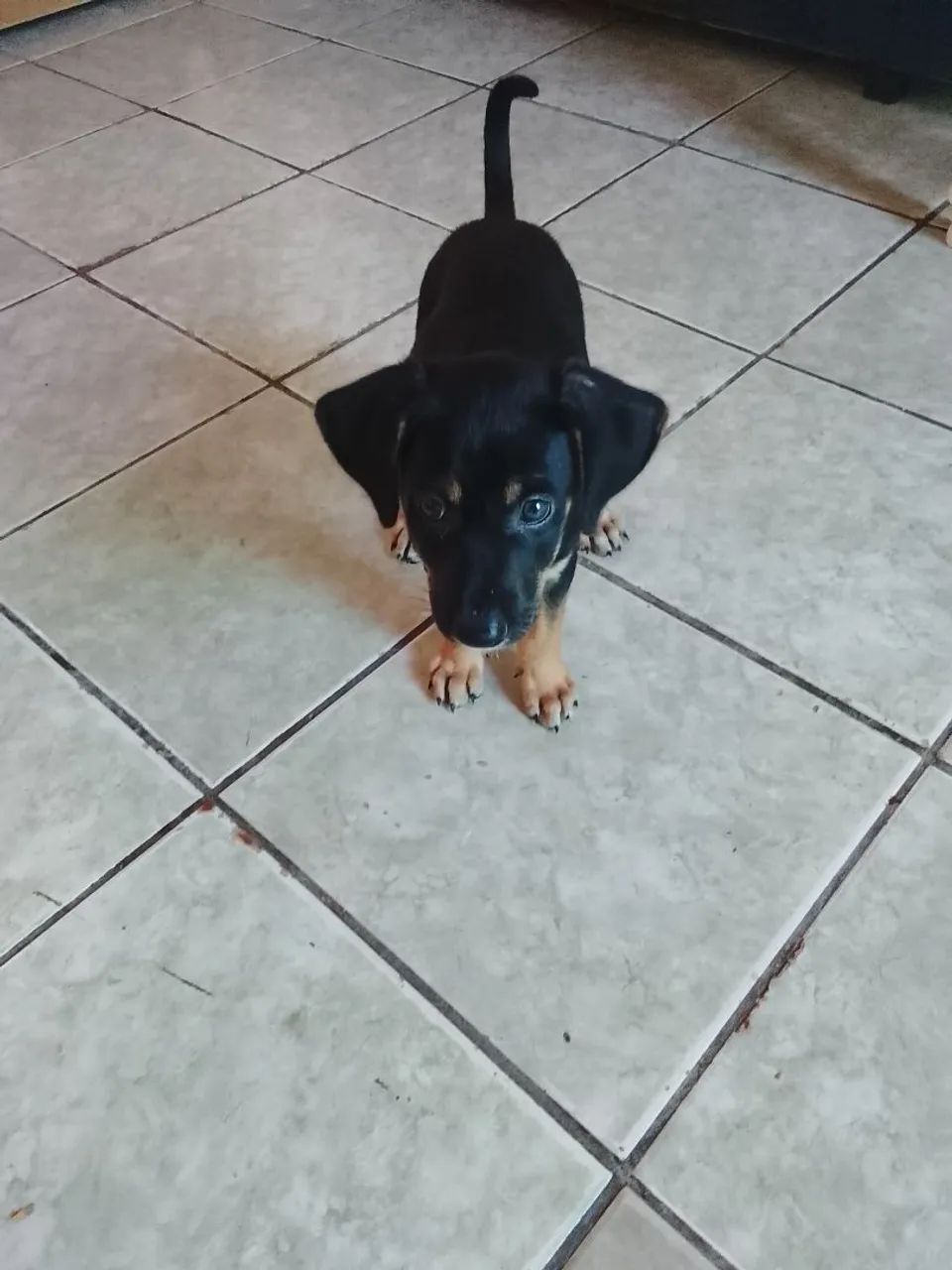 Cachorro Pastor Alemão Mestiço  - Foto 4