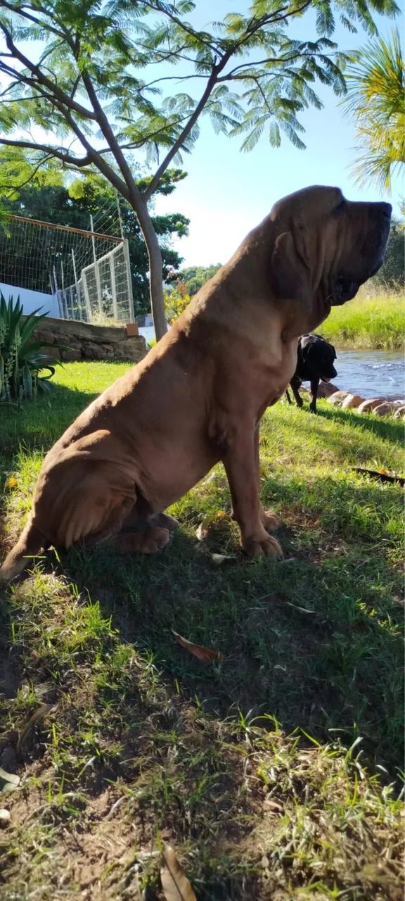 Fila Brasileiro  - Foto 3