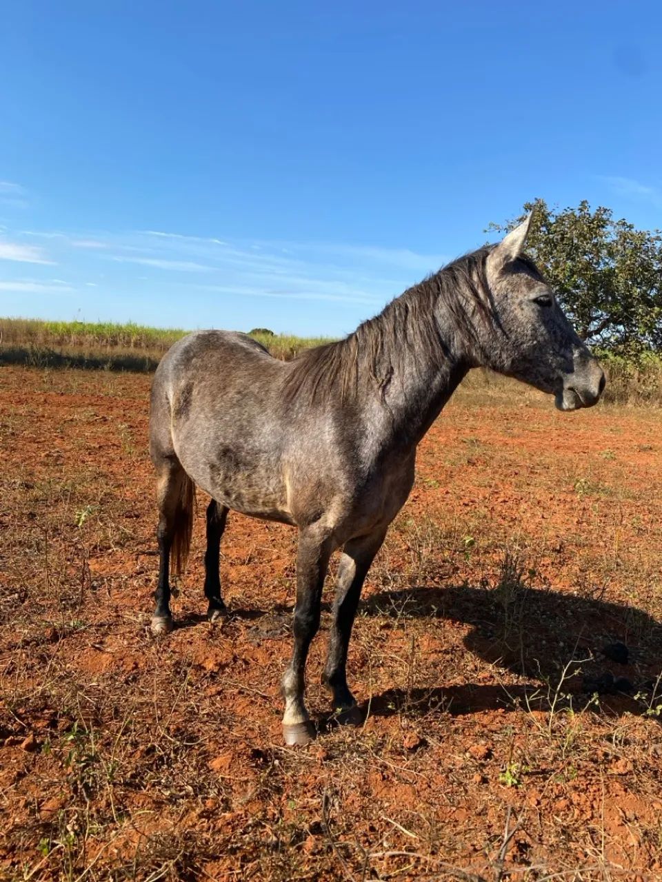 Égua Quarto de Milha (Aceito Propostas) - Foto 2