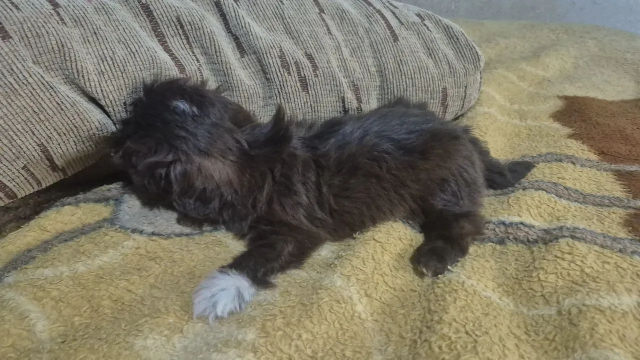 Shitzu mini - Foto 3