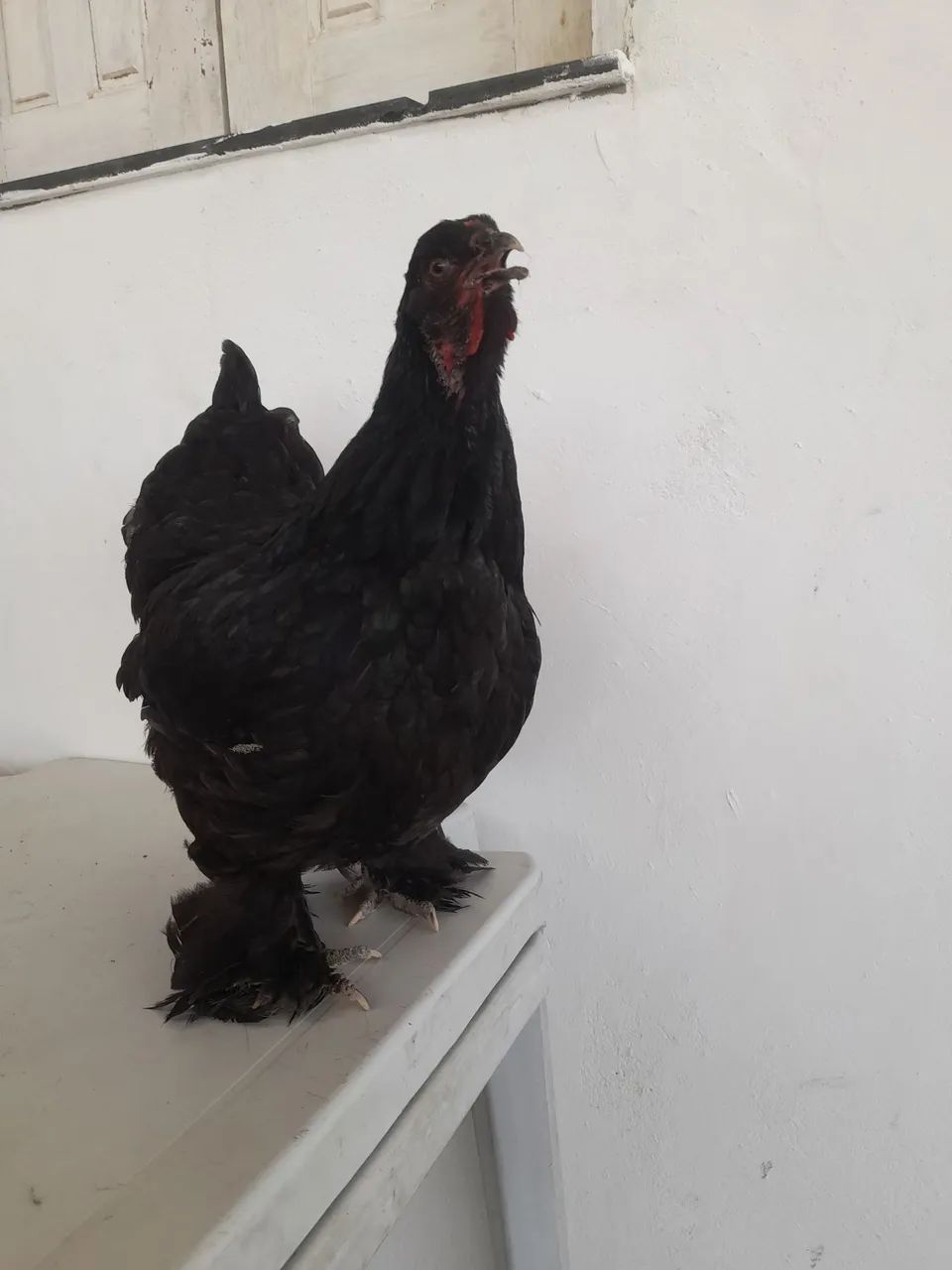 Galinha brahma - Foto 4