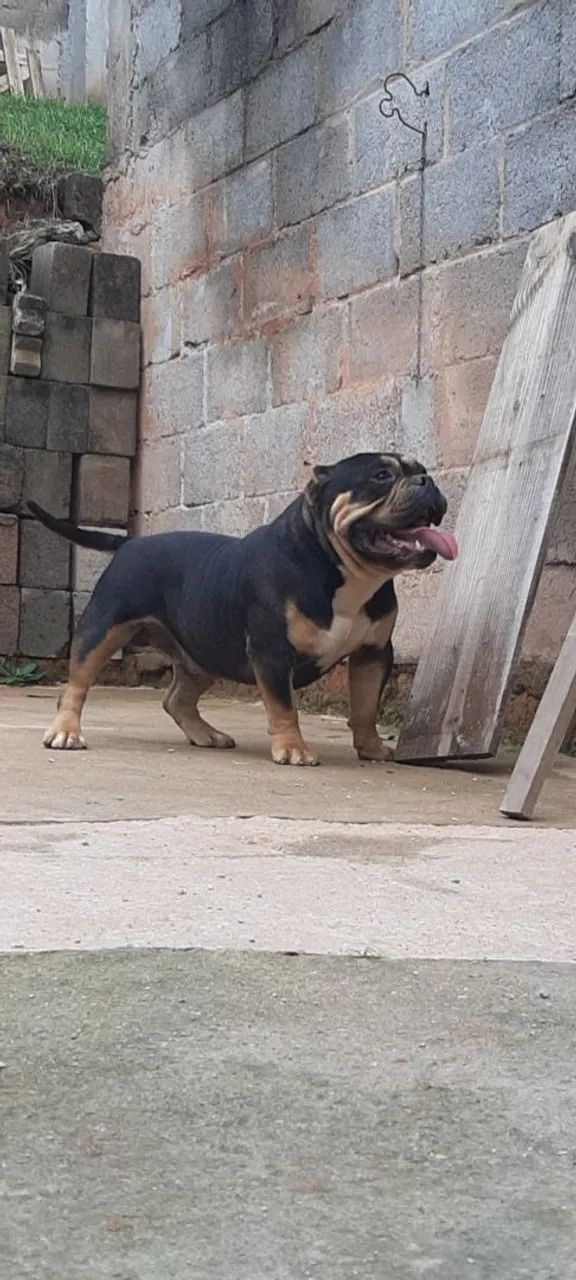 American Bully  - Foto 3