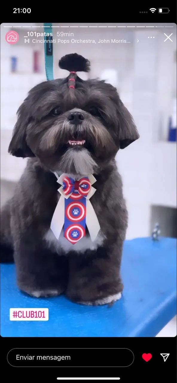 Procura uma namorada para o simba  - Foto 2