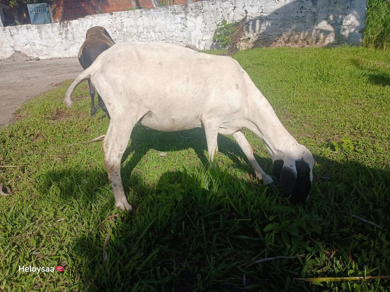 Ovelhas - Foto 2