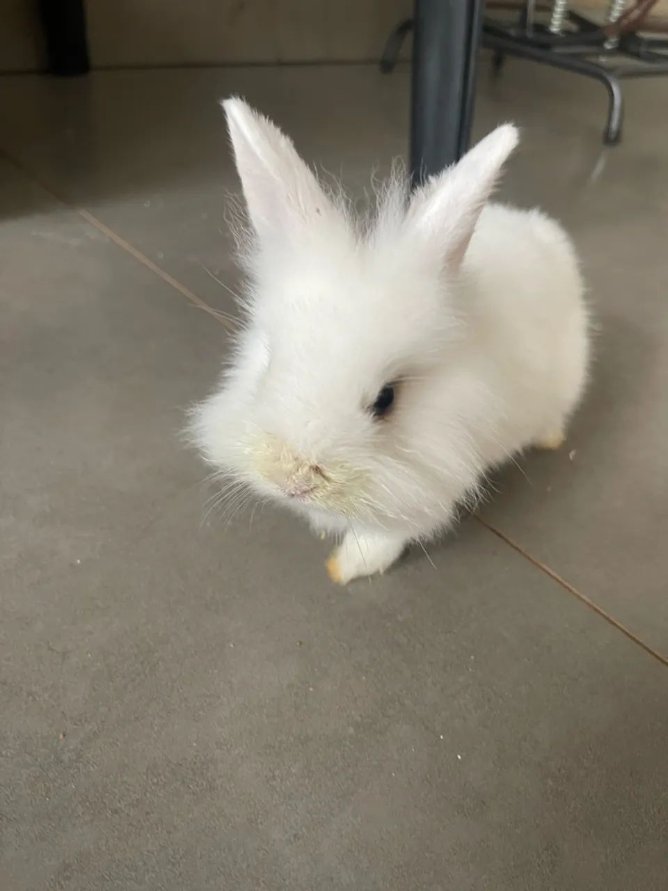 Mini coelho - Foto 3