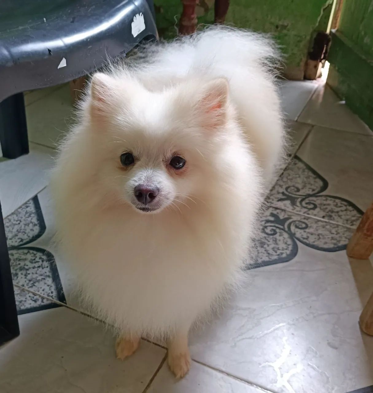 Spitz alemão macho  - Foto 2