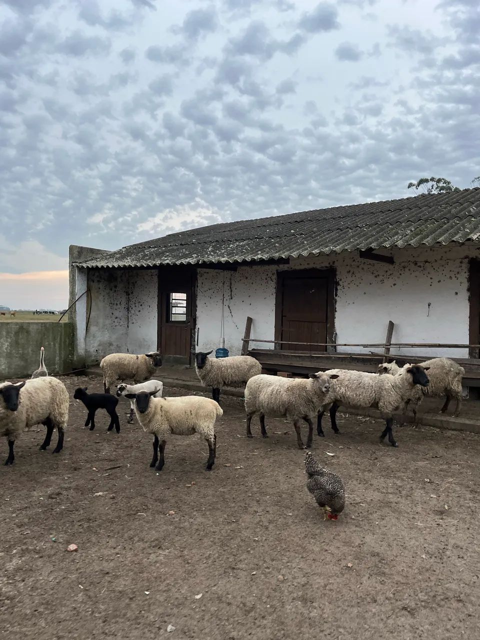 Ovelhas  - Foto 2