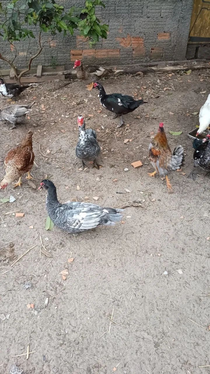 Vendo pato - Foto 2