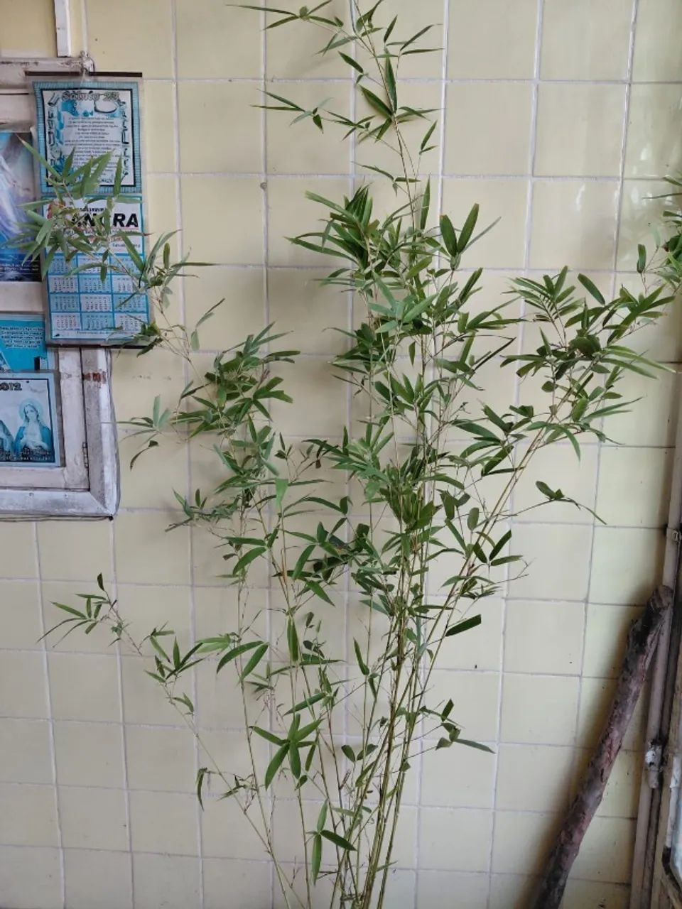 Bambu Cana da India (Phyllostachys aurea) vendo muda DE 1,8 M. - Foto 3