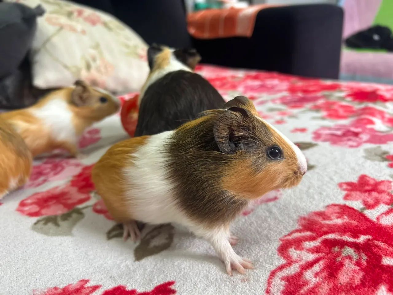 Animal de estimação 