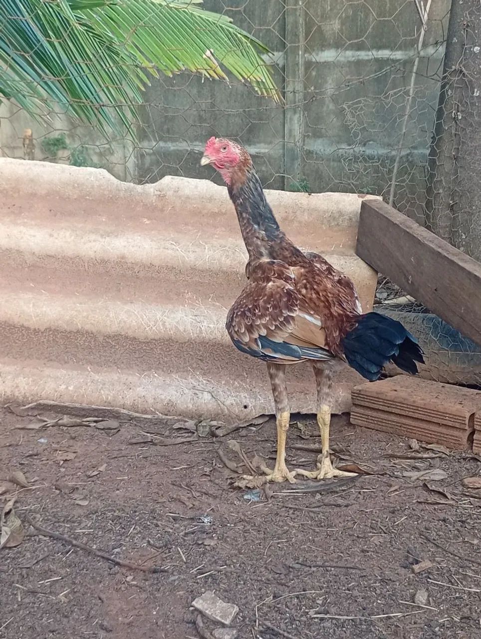 Frango Índio Gigante  - Foto 2