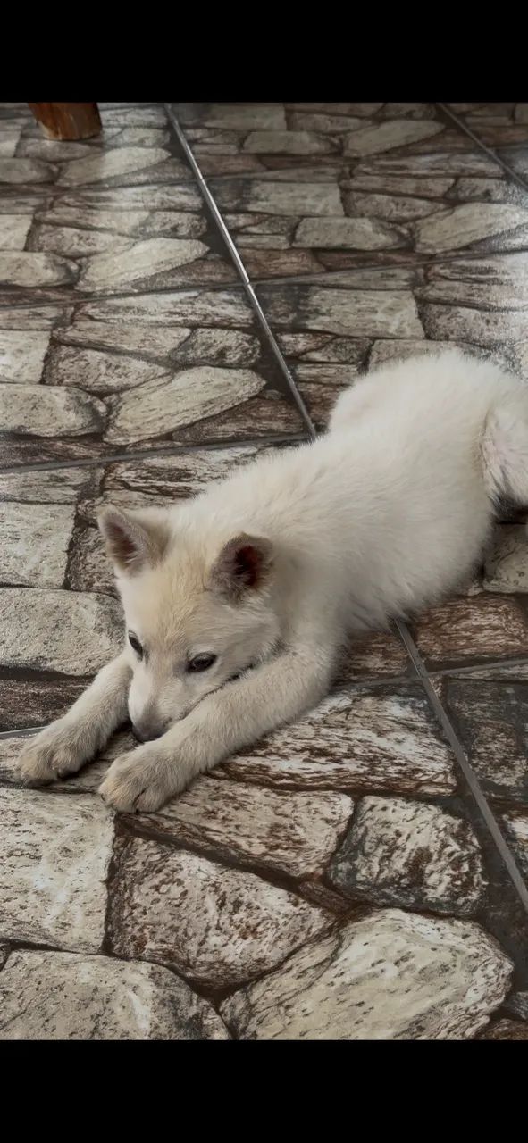 Cachorro pastor suíço  - Foto 3