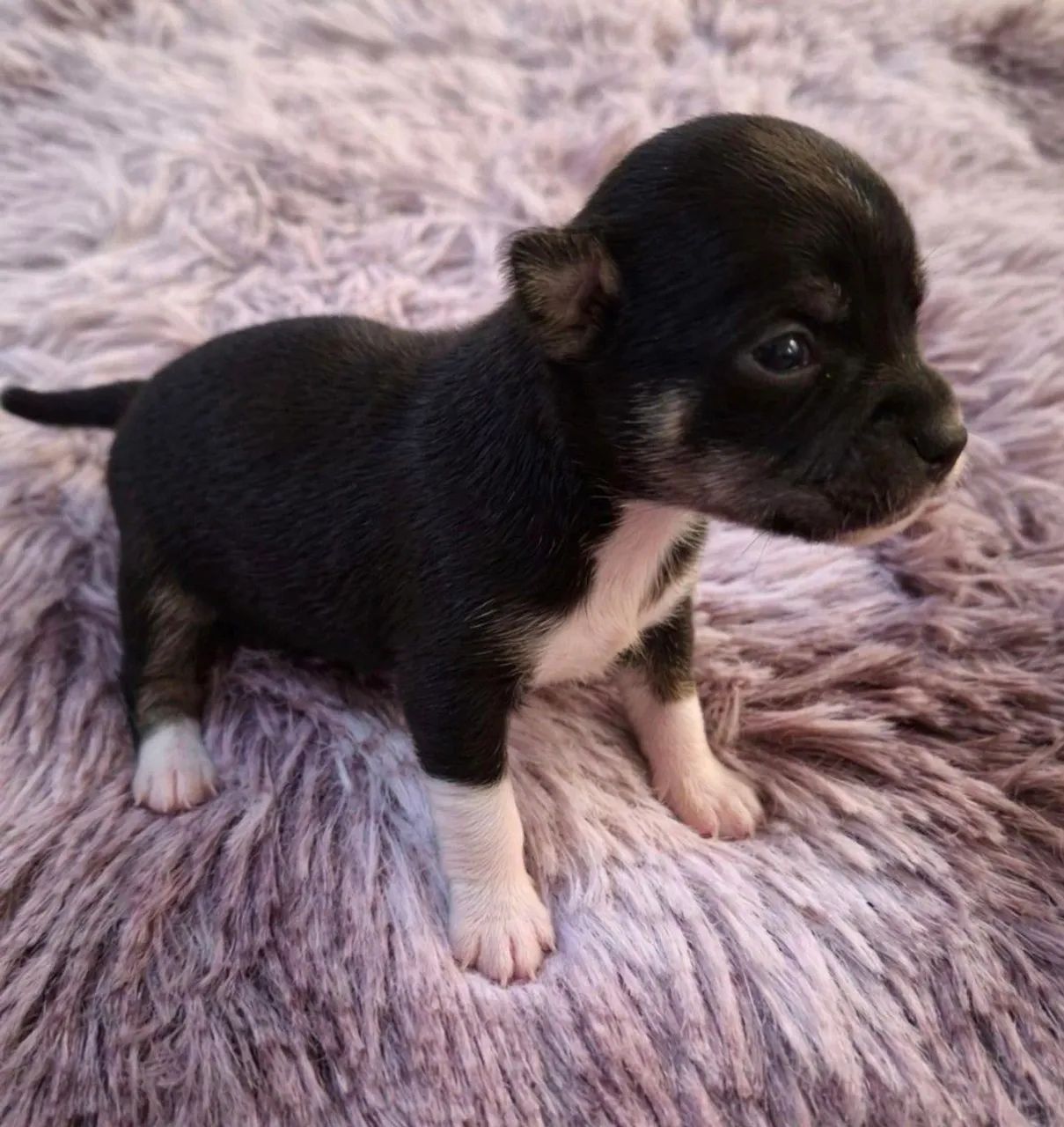 Chihuahua  - Foto 4