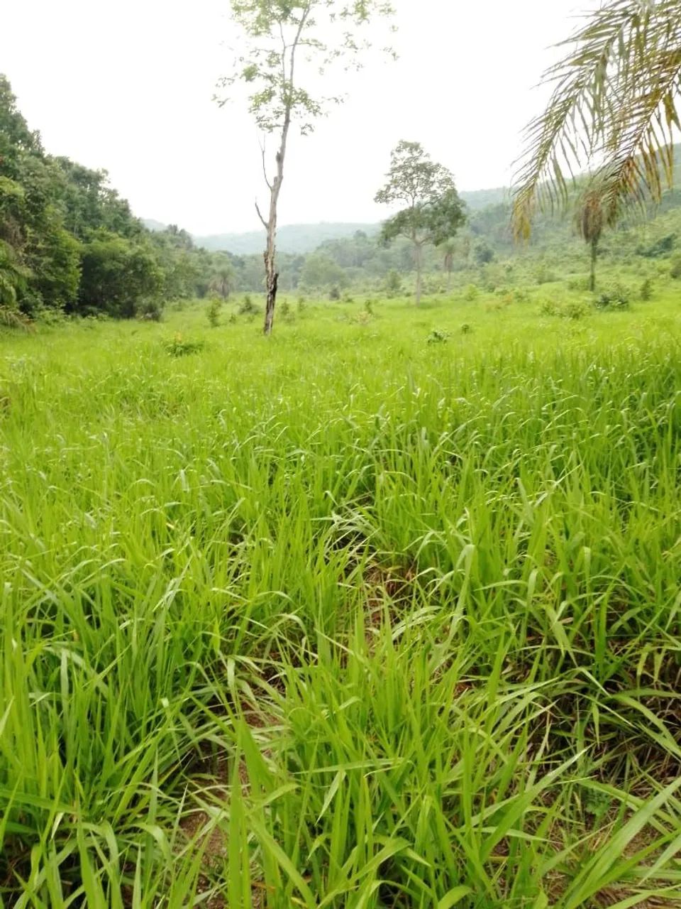 Fazenda 14 alqueires  - Foto 9