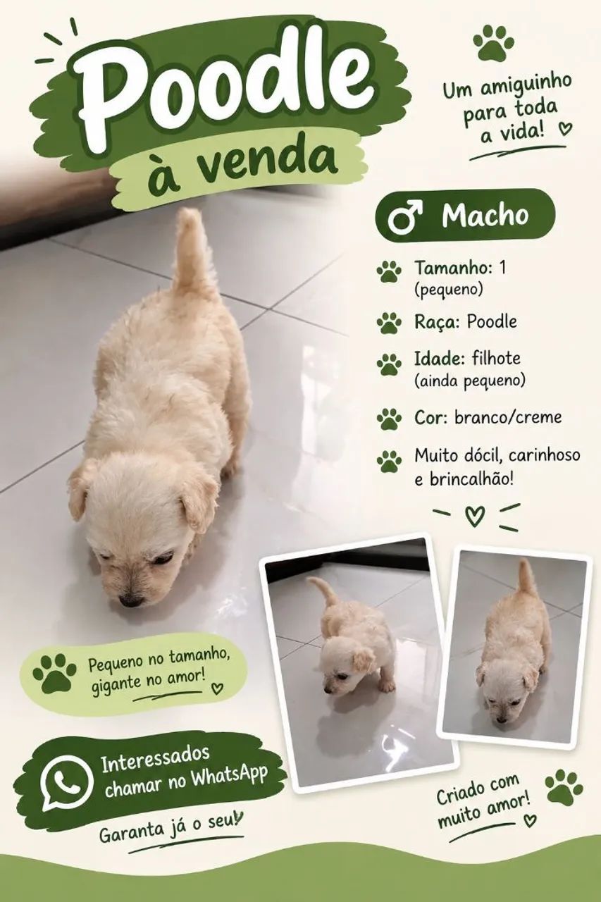 Vendo Poodle 