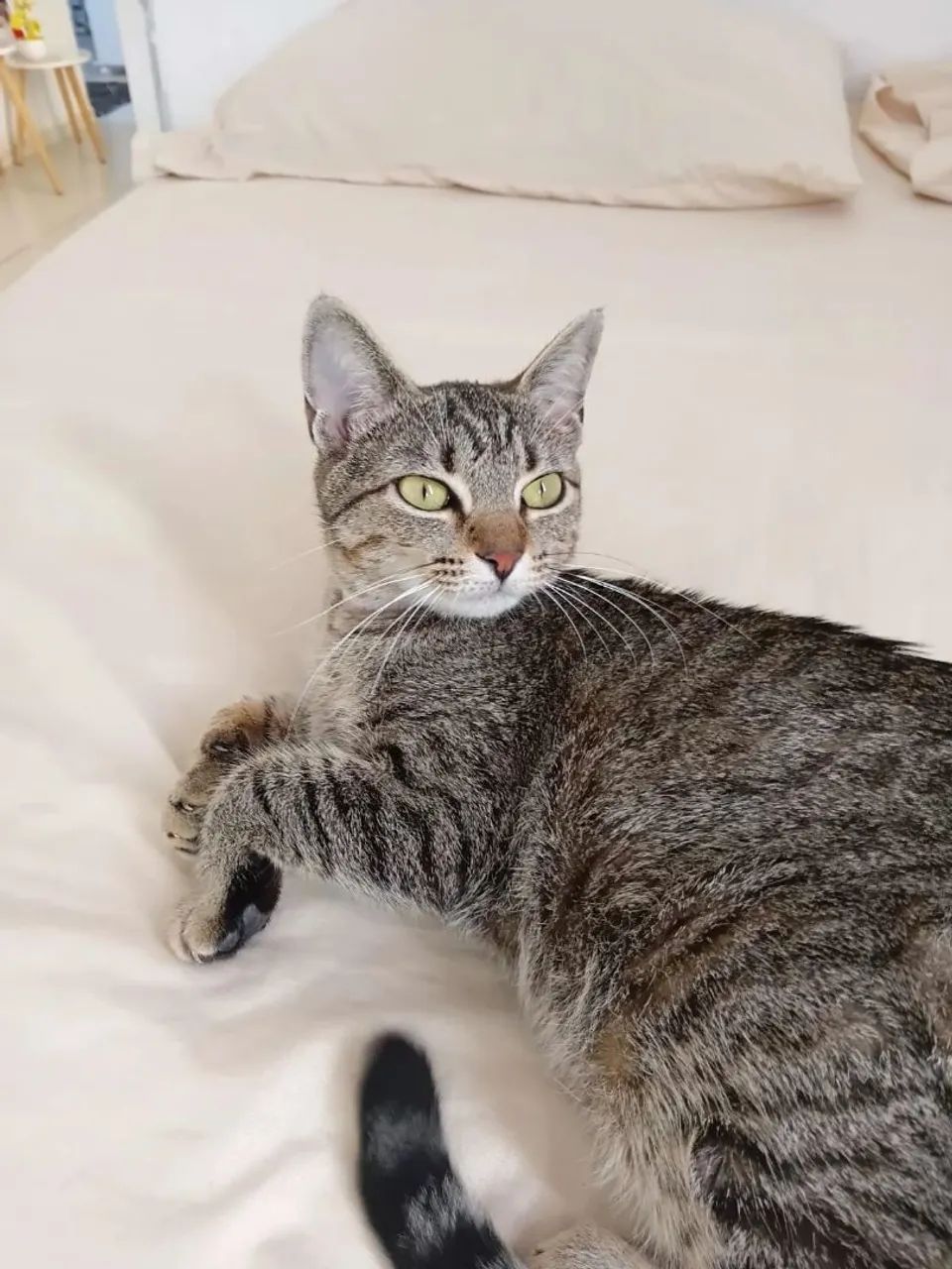Doa-se gata fêmea 
