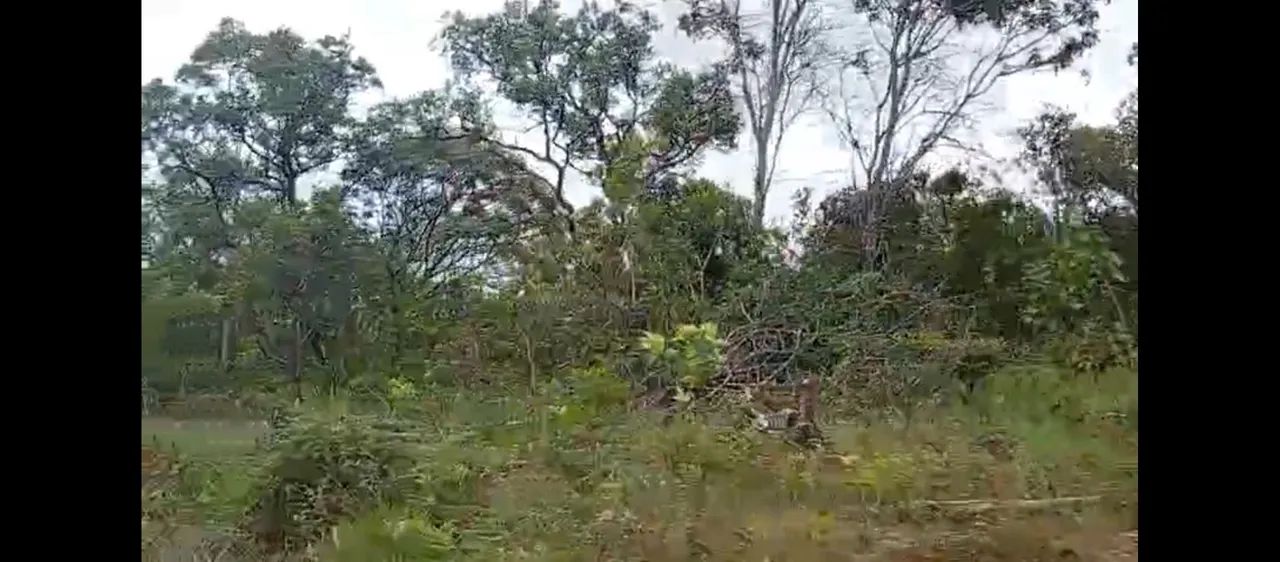 Fazenda Goiás Cavalcante GO 241 - Foto 4