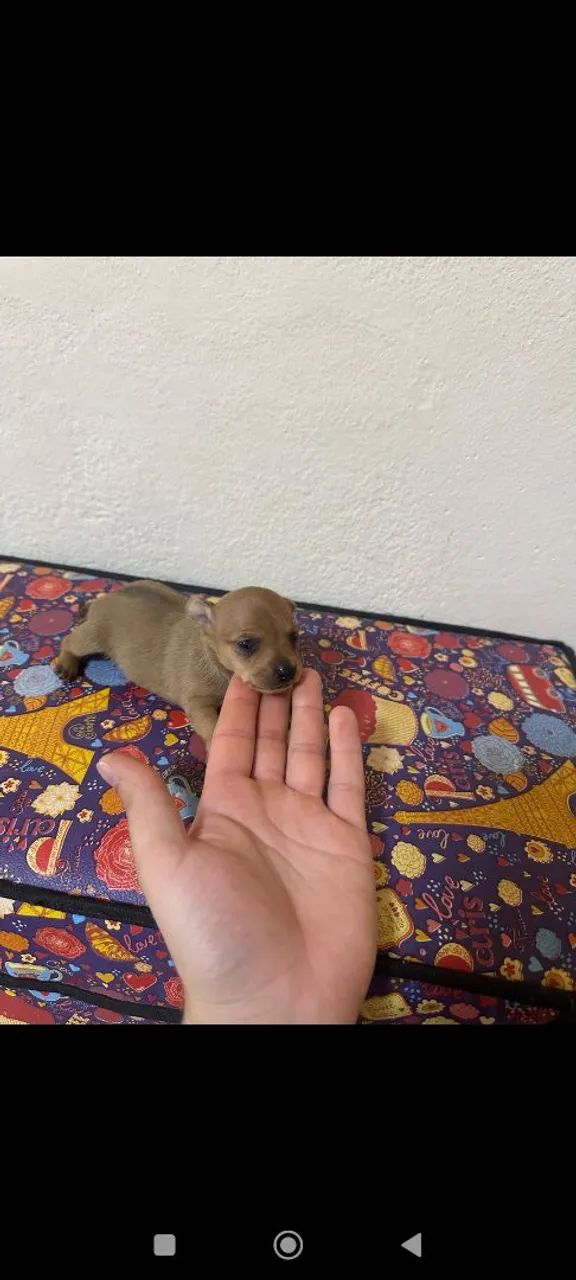 pinscher macho