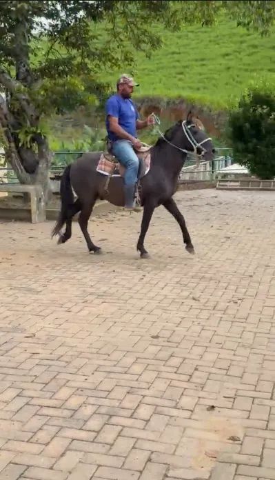 Cavalo macho mestiço manso  - Foto 2