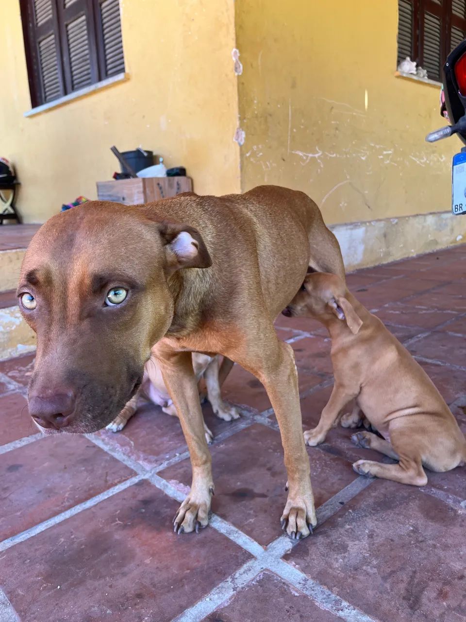 Filhotes de Pitbull  tradicional  - Foto 4