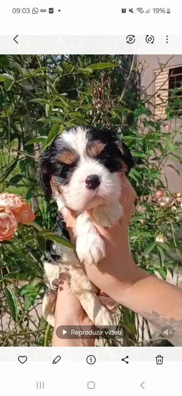 Cavalier King- Temos a pronta entrega- Vacinada e Vermifugado- venha conhecer- Parcelamos 