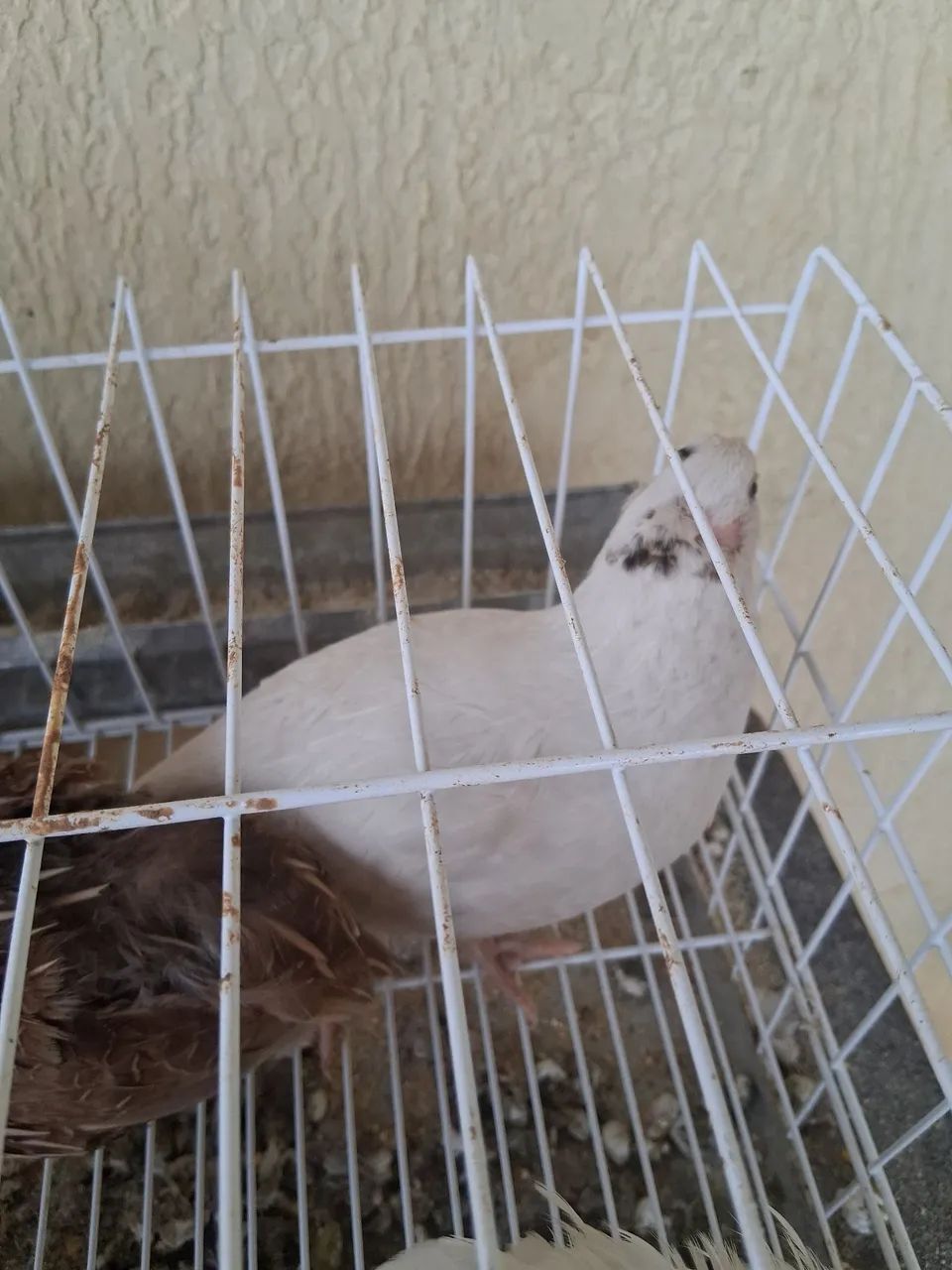 Codorna macho