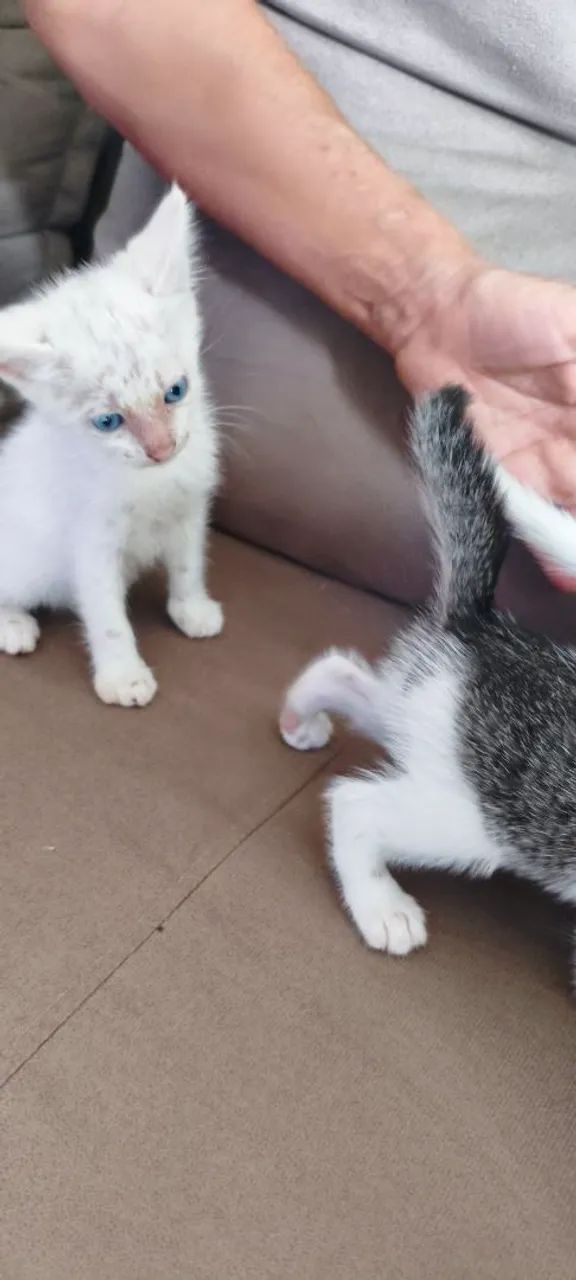 Doação de gato filhote  - Foto 2