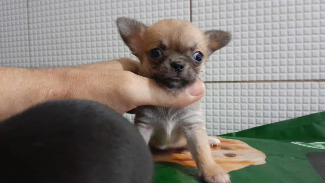 Raça chihuahua  - Foto 5
