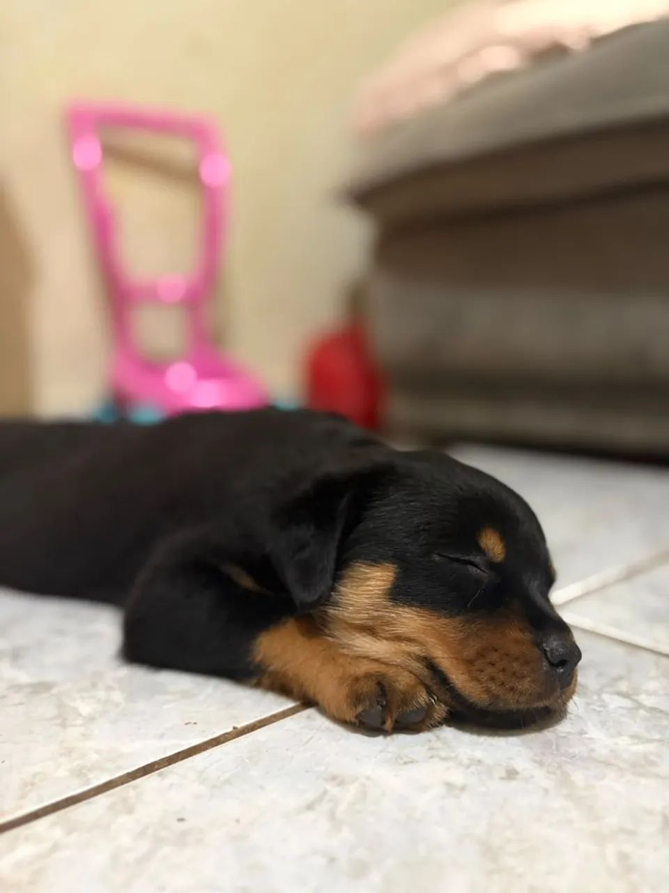 Filhote de Rottweiler  - Foto 2