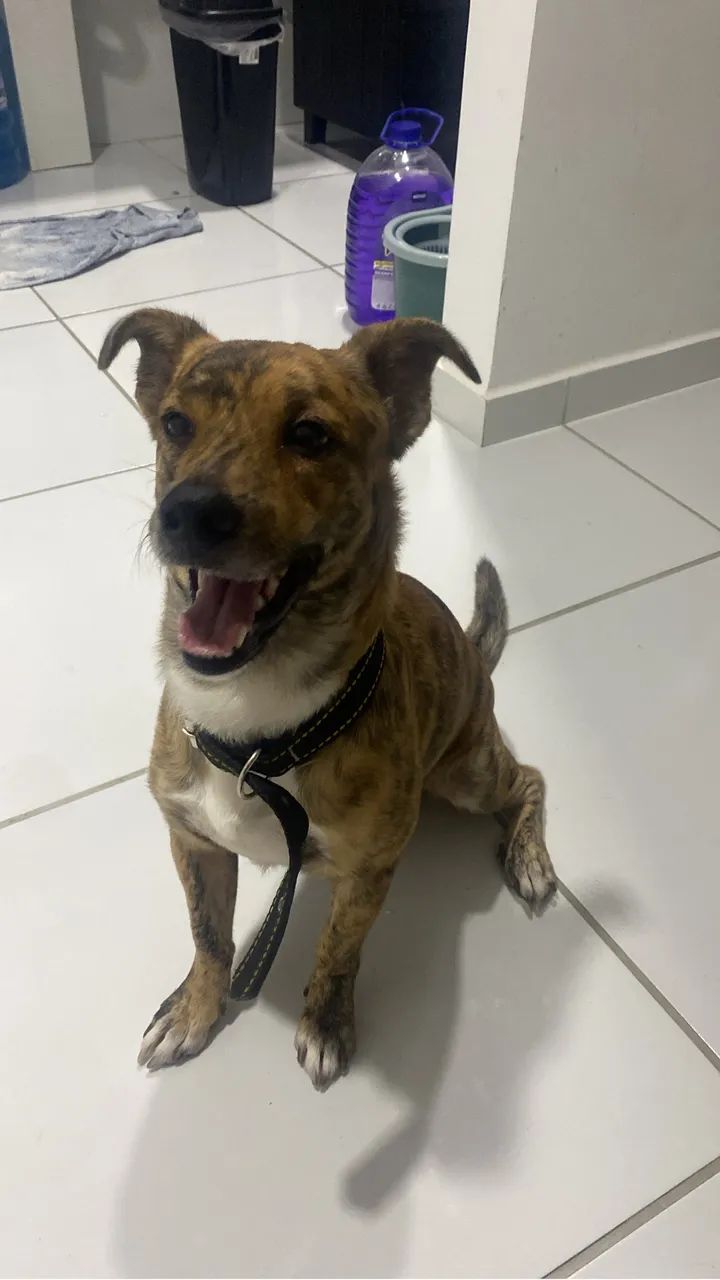 Cachorro para adotar 