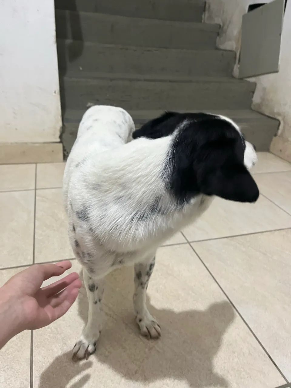Doação responsável  - Foto 3