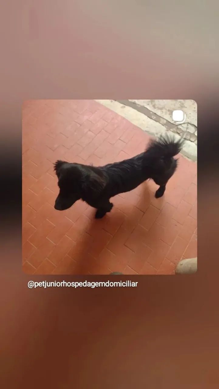Hospedagem domiciliar pet  - Foto 3