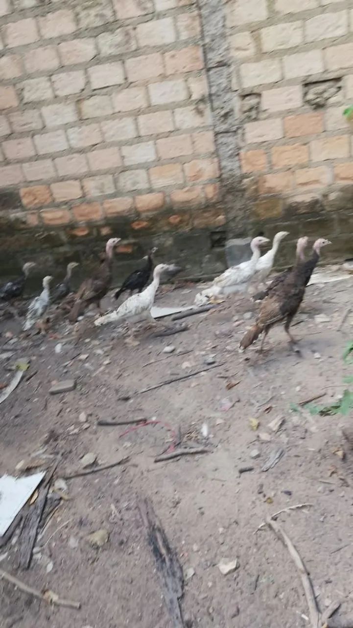 Venho Filhotes de Peru - Foto 4